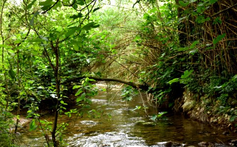 Río Majaceite. Benamahoma (Cádiz). photo