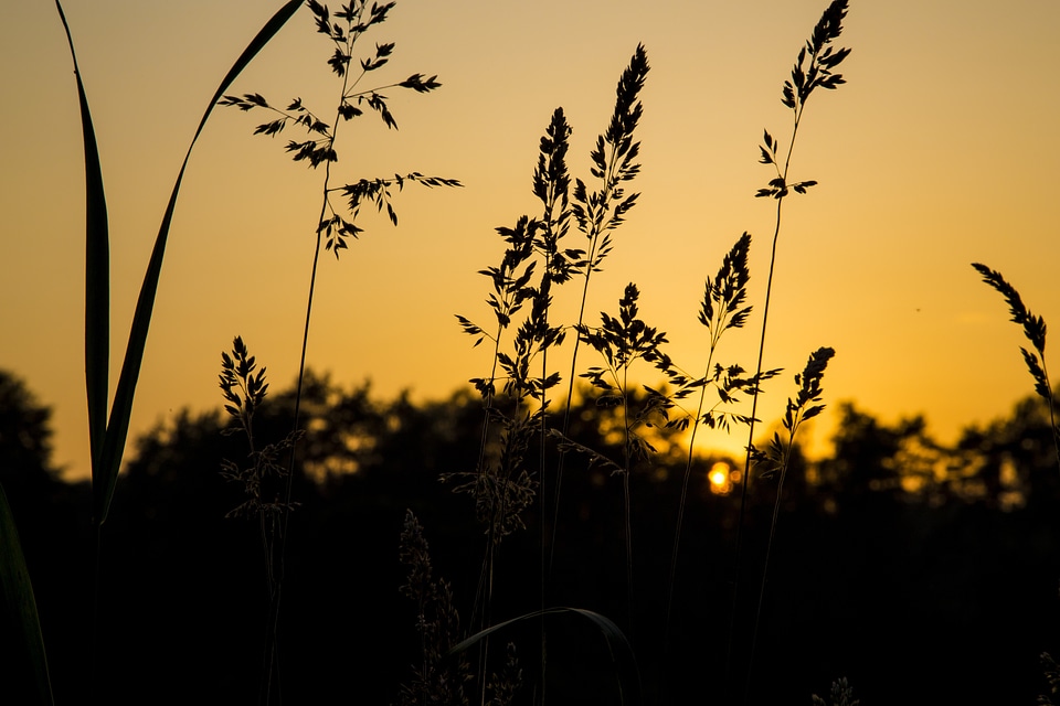 Plant landscape sunset