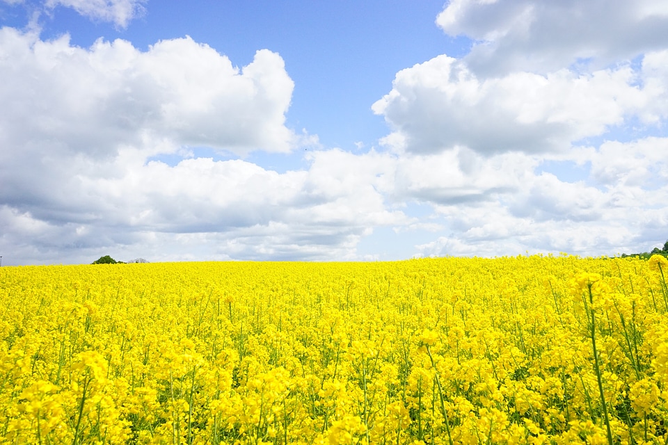 Oilseed rape bl�?tenmeer yellow