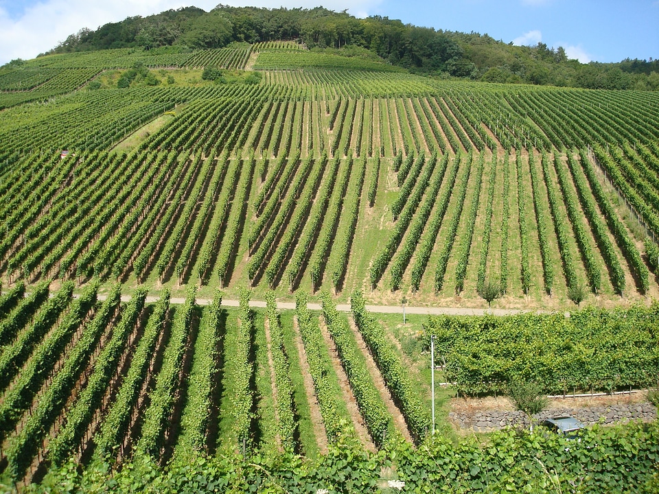 Landscape wine germany