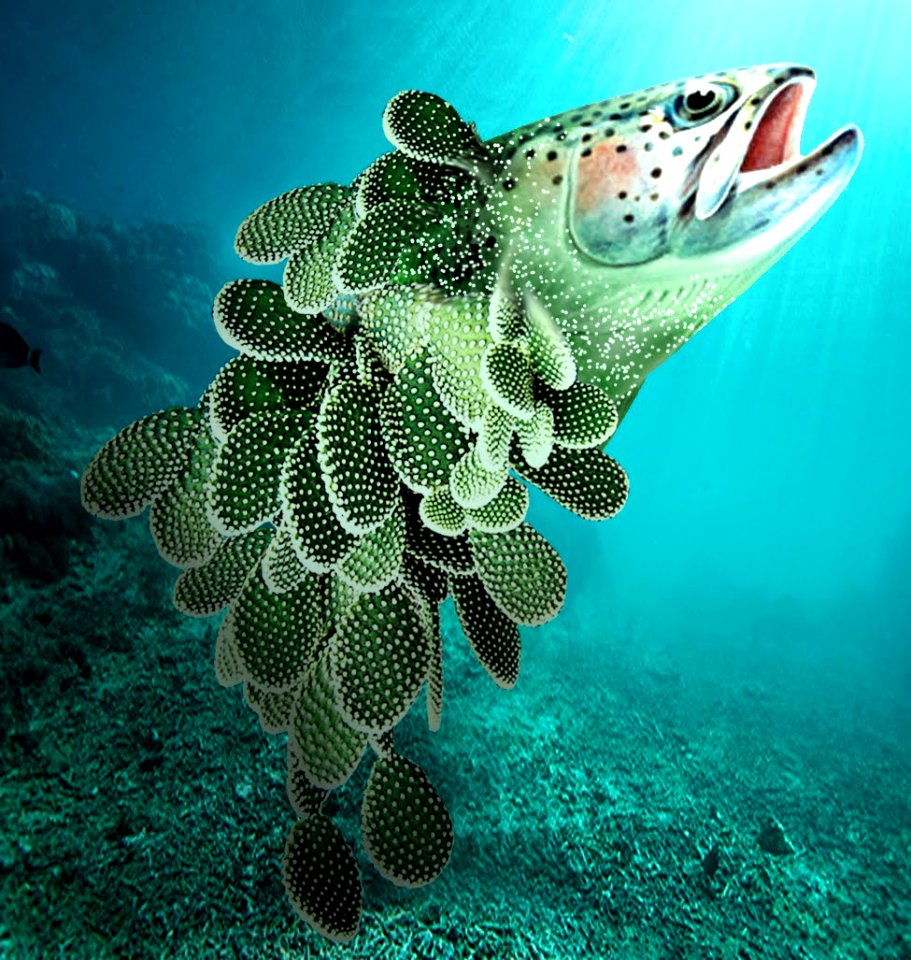 Thorn fish