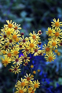 Blossom bloom flowers