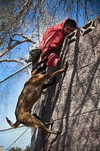 Dog attacking wall photo