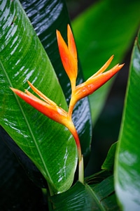 Colorful exotic flora