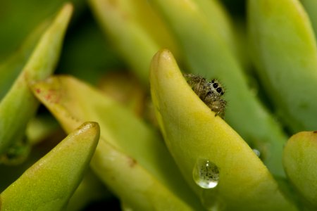 Ragno Salticidae