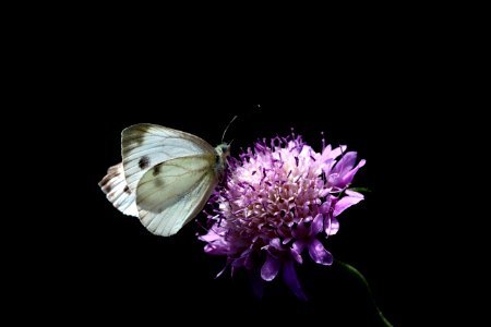 Farfalla (Pieris Napis) su un fiore (vedovina strisciante).
