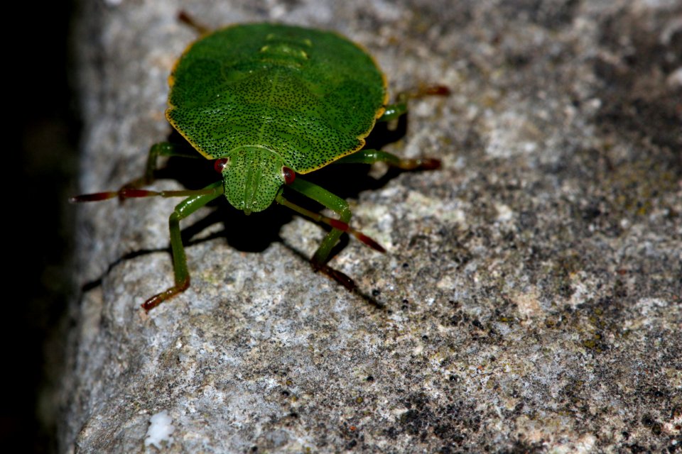 Eterottero della famiglia Delle Pentatomidae.