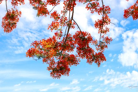 Hoa Phuongj vĩ