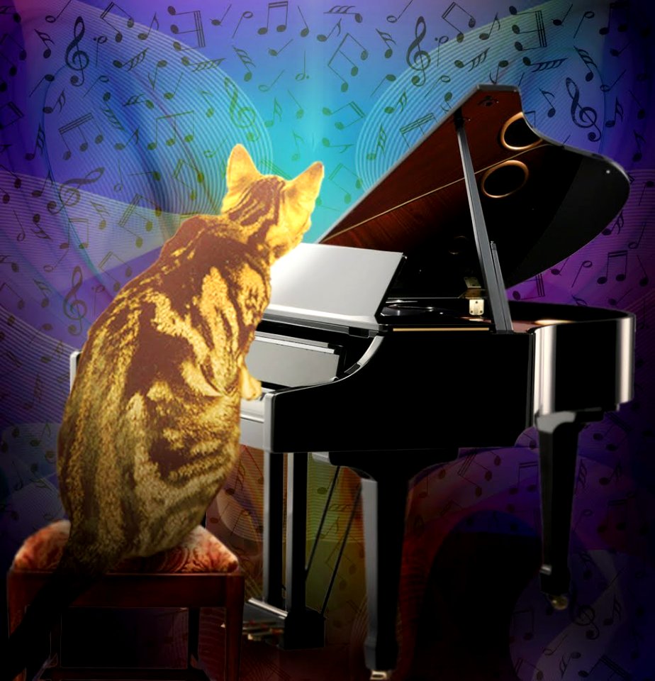 Serenade night