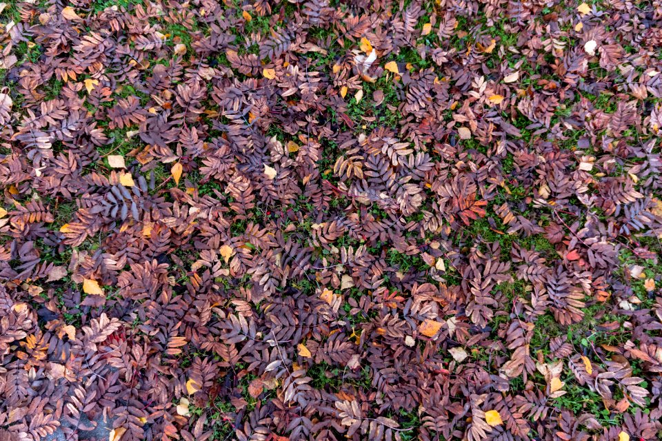 Fall decay