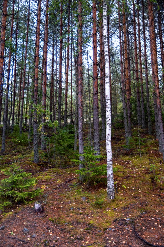 Lone birch tree surround by spruce