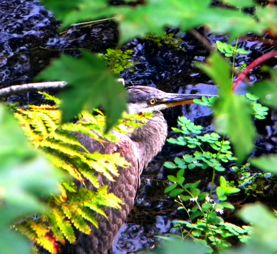 Hiding Great Blue Heron