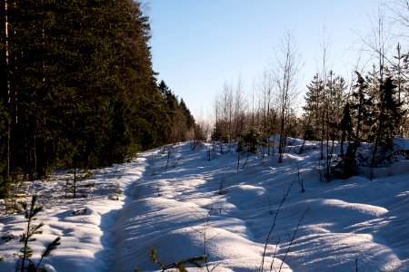 Forest path.