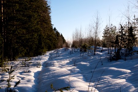 Forest path. photo