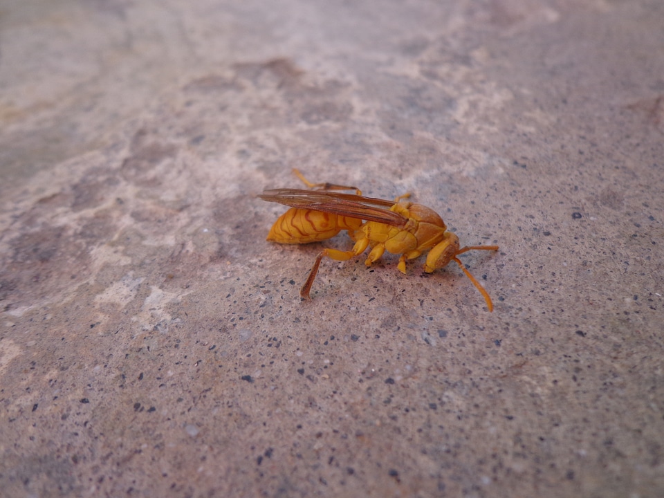 Stinger antenna fly