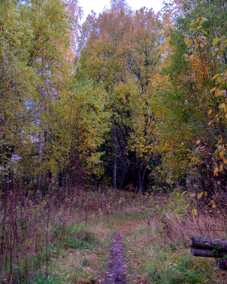 Path through forest photo