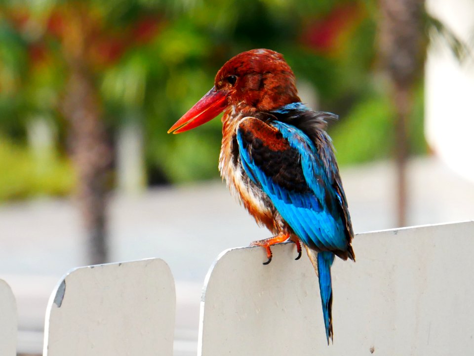 kingfisher at the back of my place