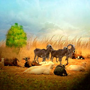 Goat Herd photo