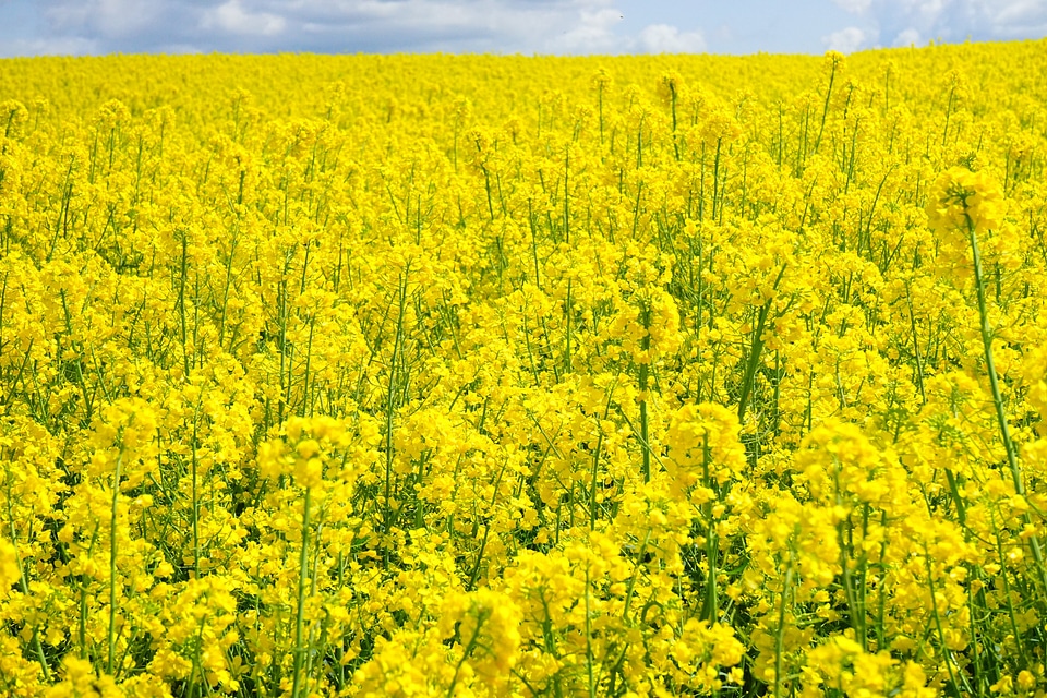 Oilseed rape bl�?tenmeer yellow