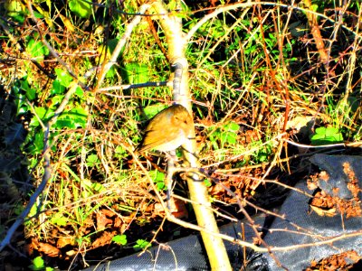 MET DIS WEE DUDE ON A DAY OUT HE WUZ HUNGRY AN VERY TIMID......
