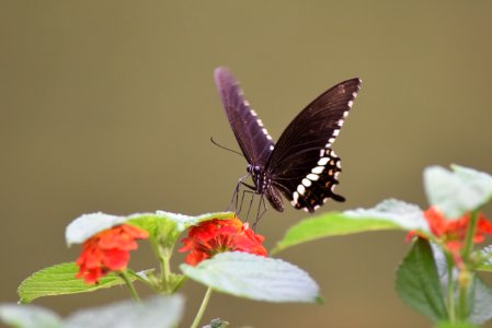 玉帶鳳蝶 Papilio polytes