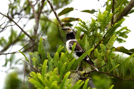 綠葉叢中的黑領椋鳥 Black-collared Starling among tree leaves