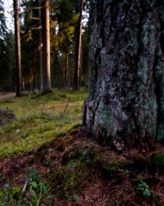 Mossy forest scenery. photo