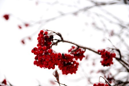 Sorbus with fresh snow photo