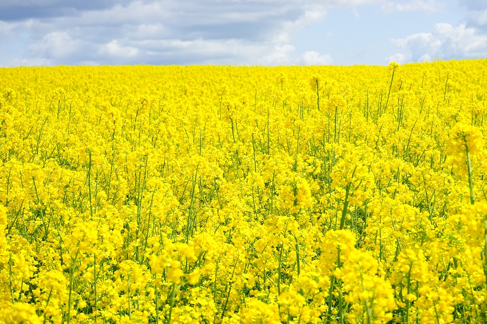 Oilseed rape bl�?tenmeer yellow
