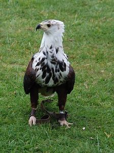 Beak standing hunter