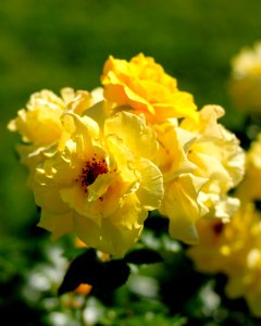 Yellow flower. Rose maybe?