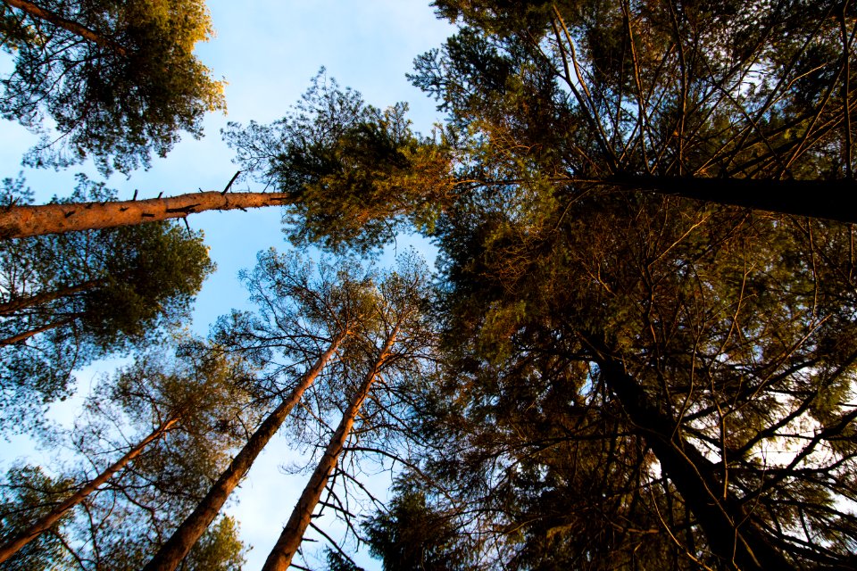 Looking up a forest scene.