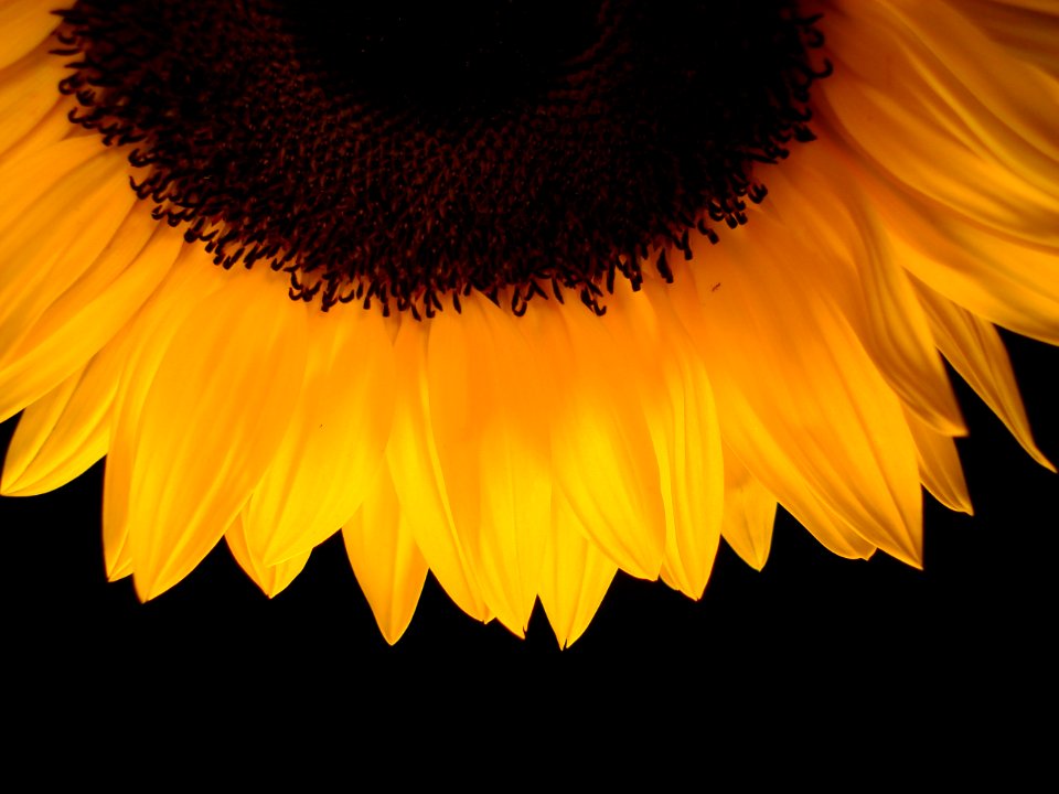 Sunflower Half