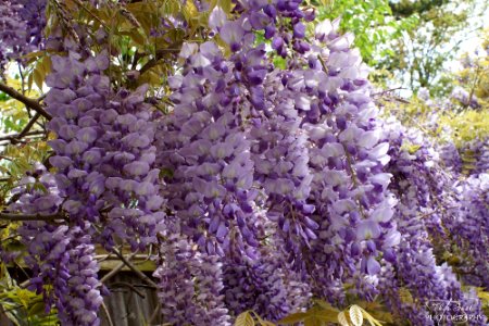 Wisteria Hanging photo