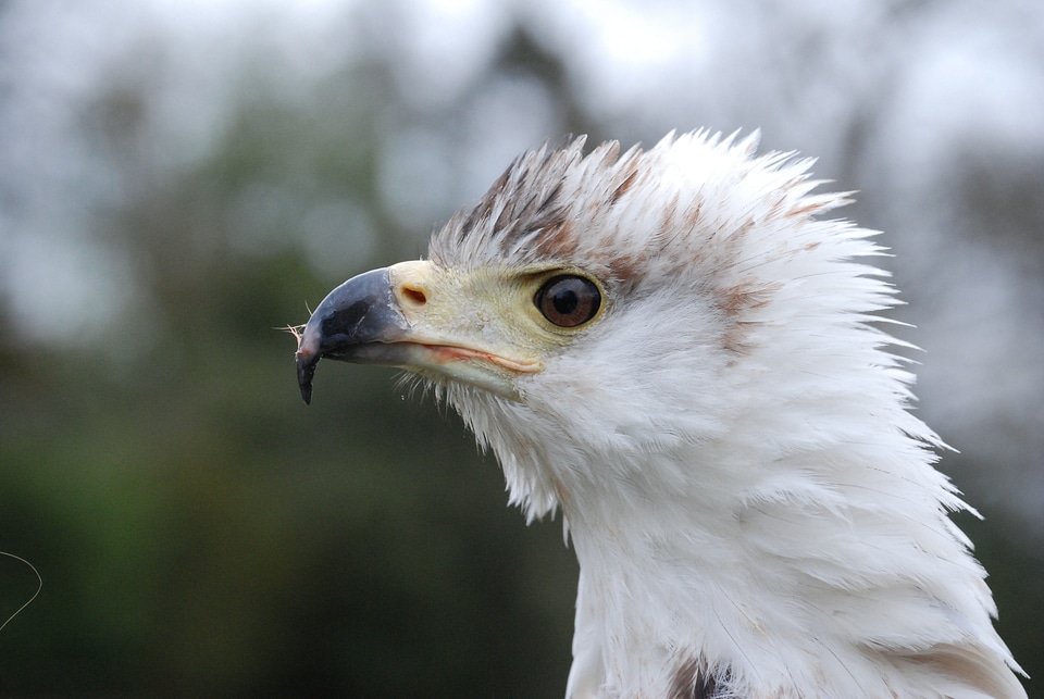Raptor portrait predator