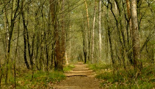 Woodland path.
