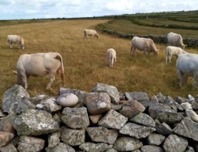 vaches