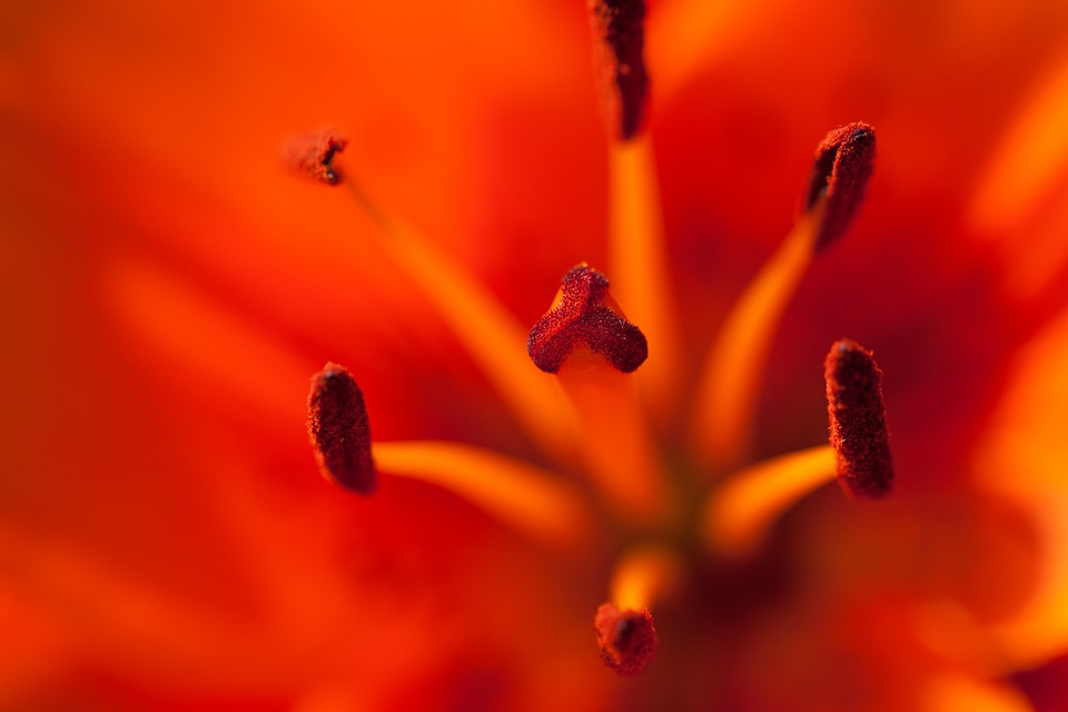 Flora floral flower