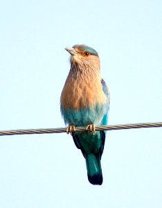Indian Roller