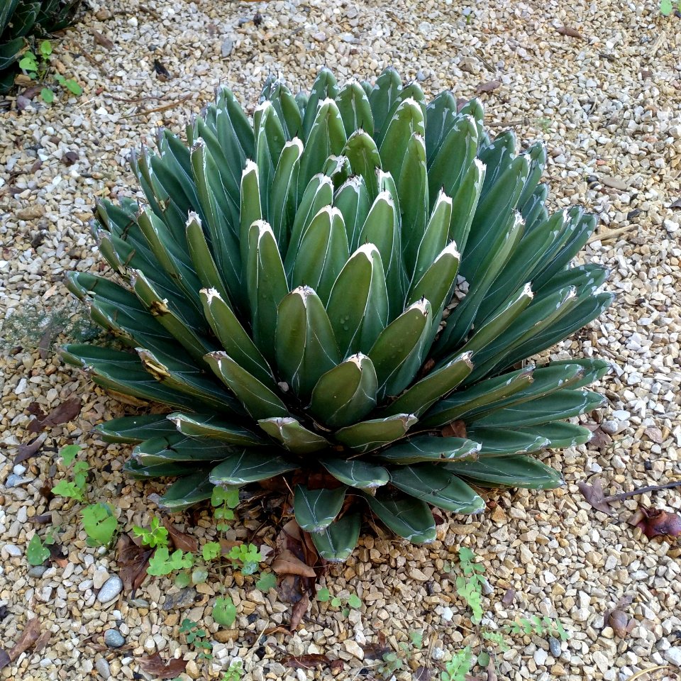 Agave Victoriae-reginae