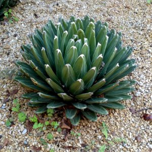 Agave Victoriae-reginae