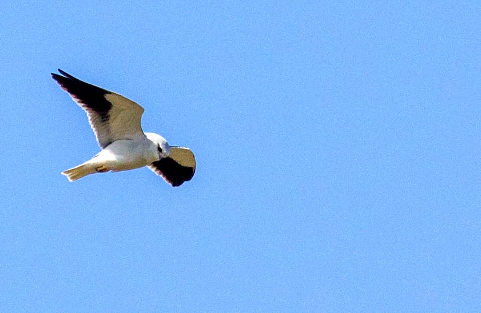 Black Shouldered Eagle