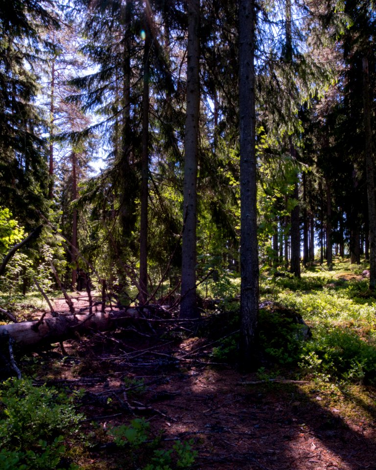 Fallen tree in the woods