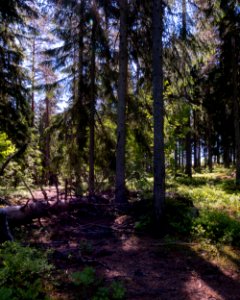 Fallen tree in the woods photo