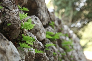 Leaves stone wall green photo