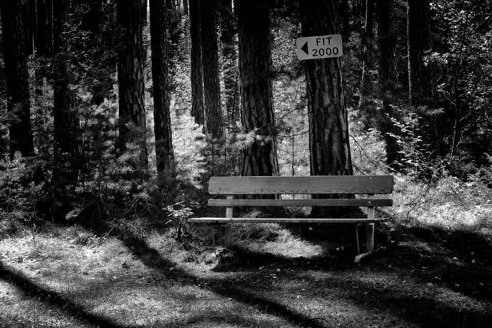 fit in forest copy