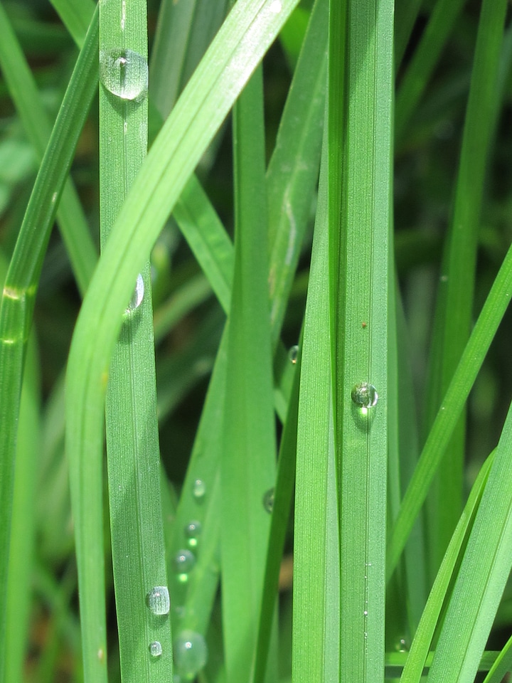 Green grass nature