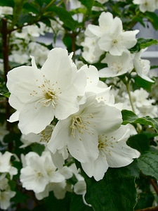 Flower floral plant