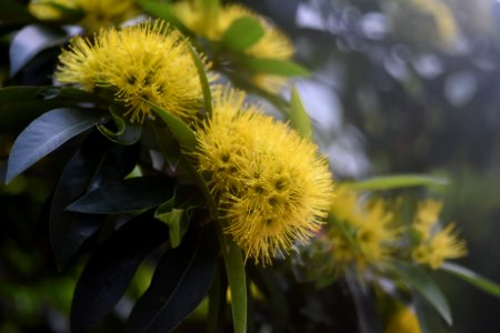 金蒲桃 Xanthostemon chrysanthus