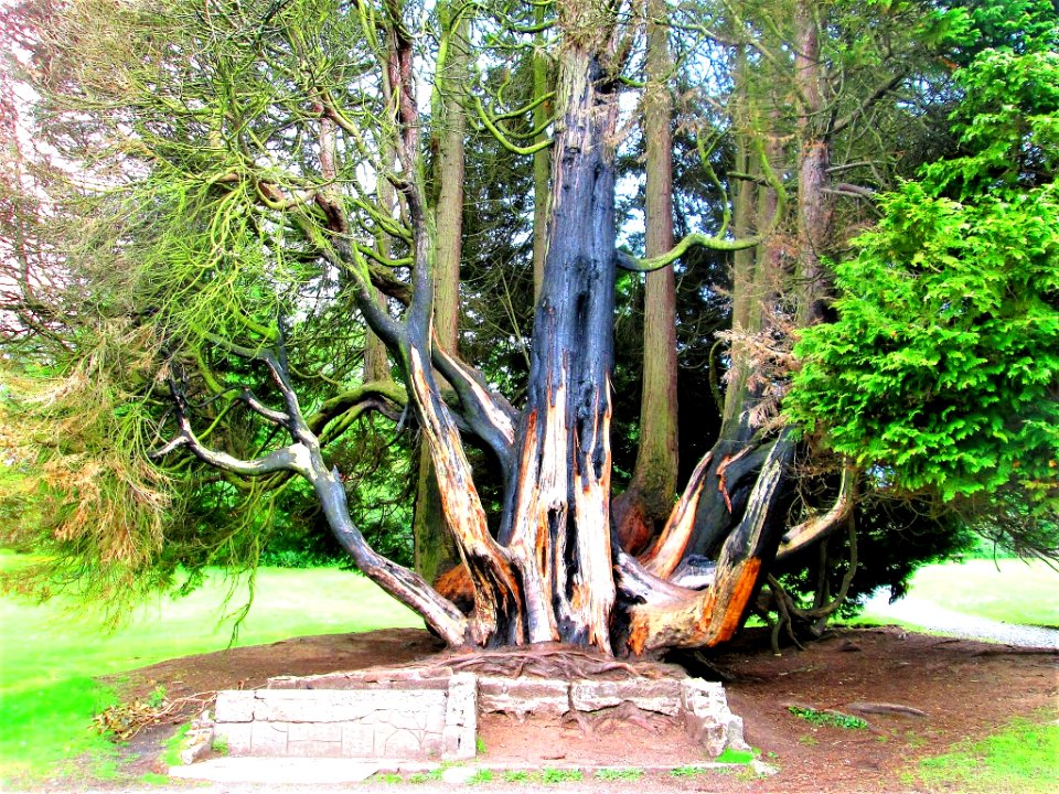 TREE HIT BY LIGHTNING....